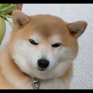 Meet your Posher, Nathan